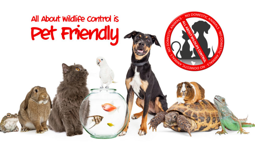 humane-animal-control-wildlife-animal-control-trapping-removal