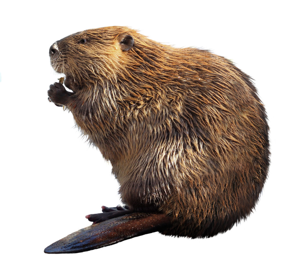 Beavers - Wildlife Animal Control | Trapping, Removal & Prevention